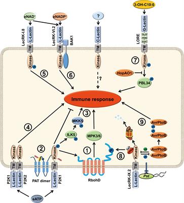 Ligand recognition and signal transduction by lectin receptor-like kinases in plant immunity